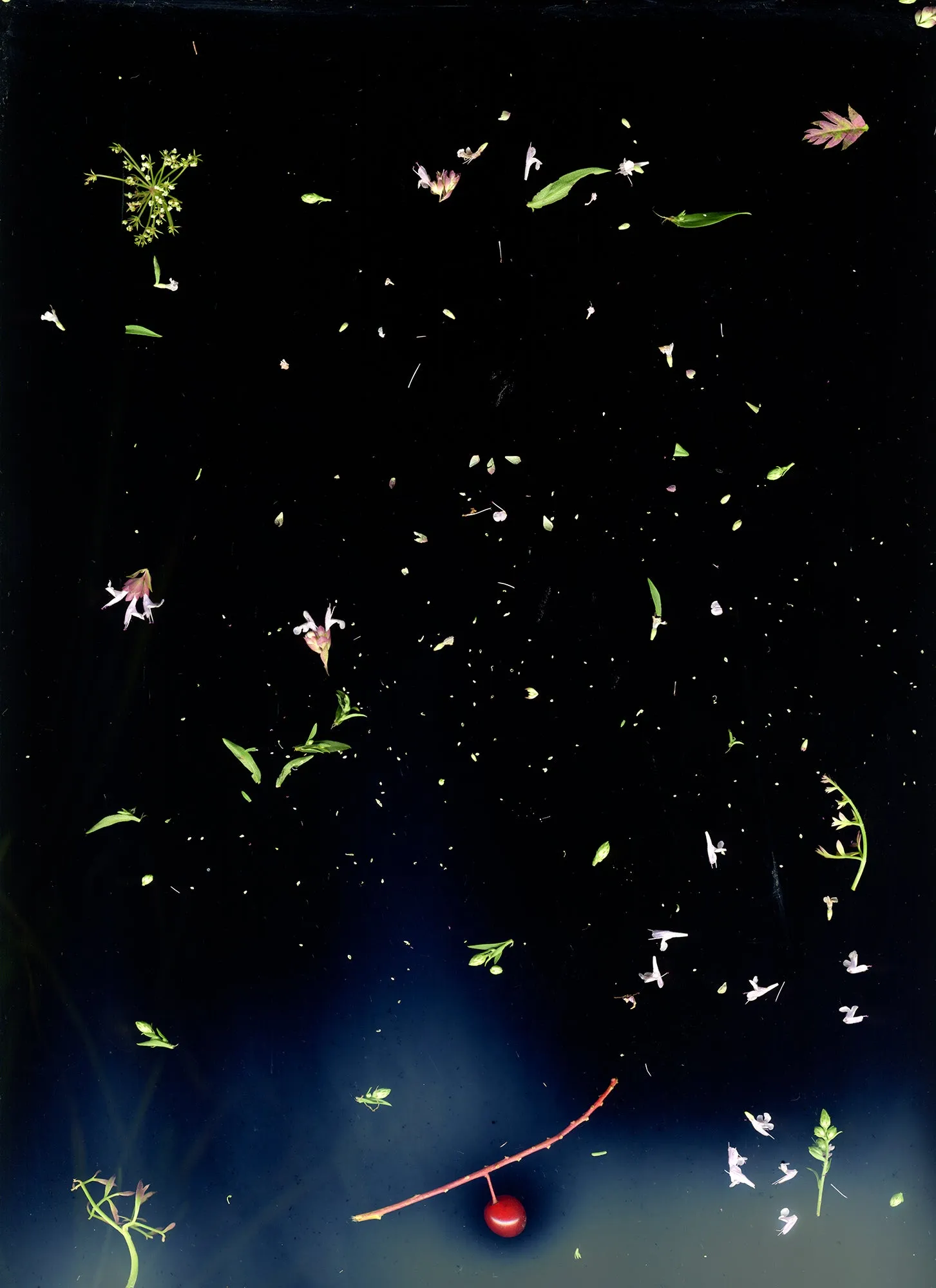 August 19 (Assortment of seeds, flowers, leaves)