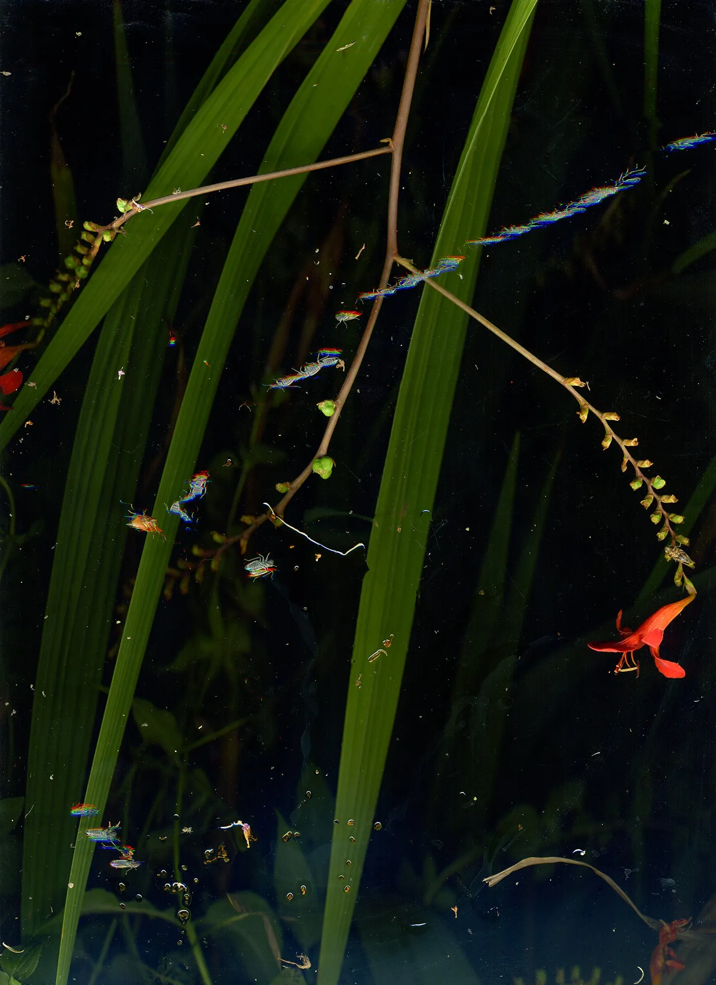 August 30 (Lucifer Crocosmia with insect)