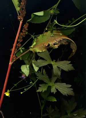 August 8 -2 (Curly Dock, Wild Geranium, Buttercups, Clover, Burdock)