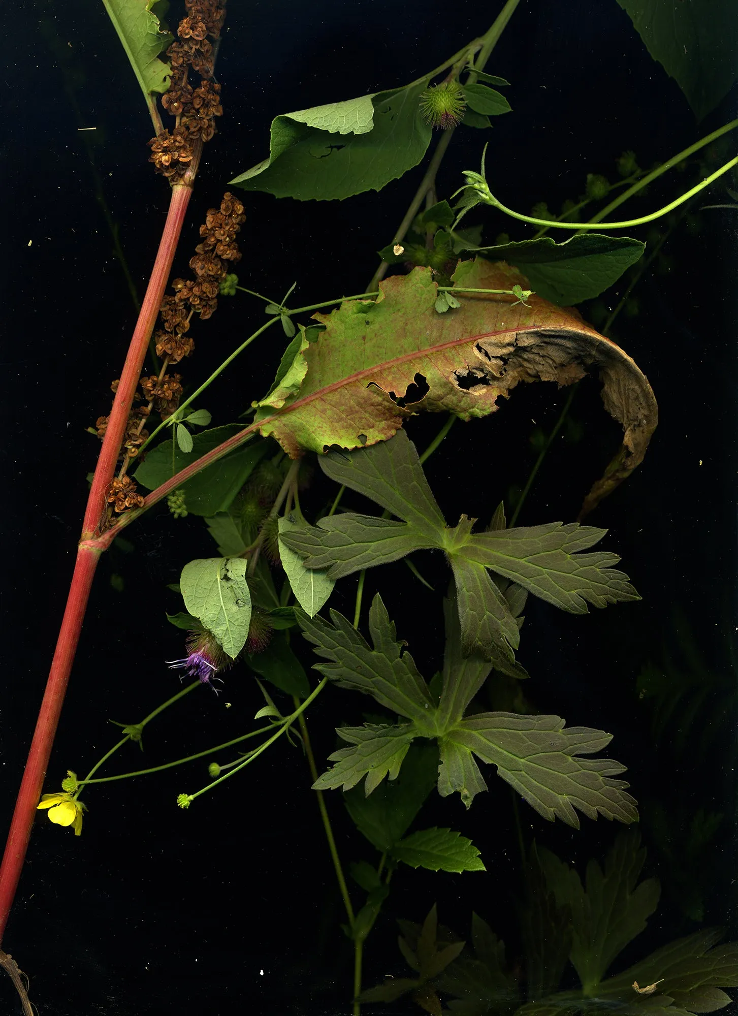 August 8 -2 (Curly Dock, Wild Geranium, Buttercups, Clover, Burdock)