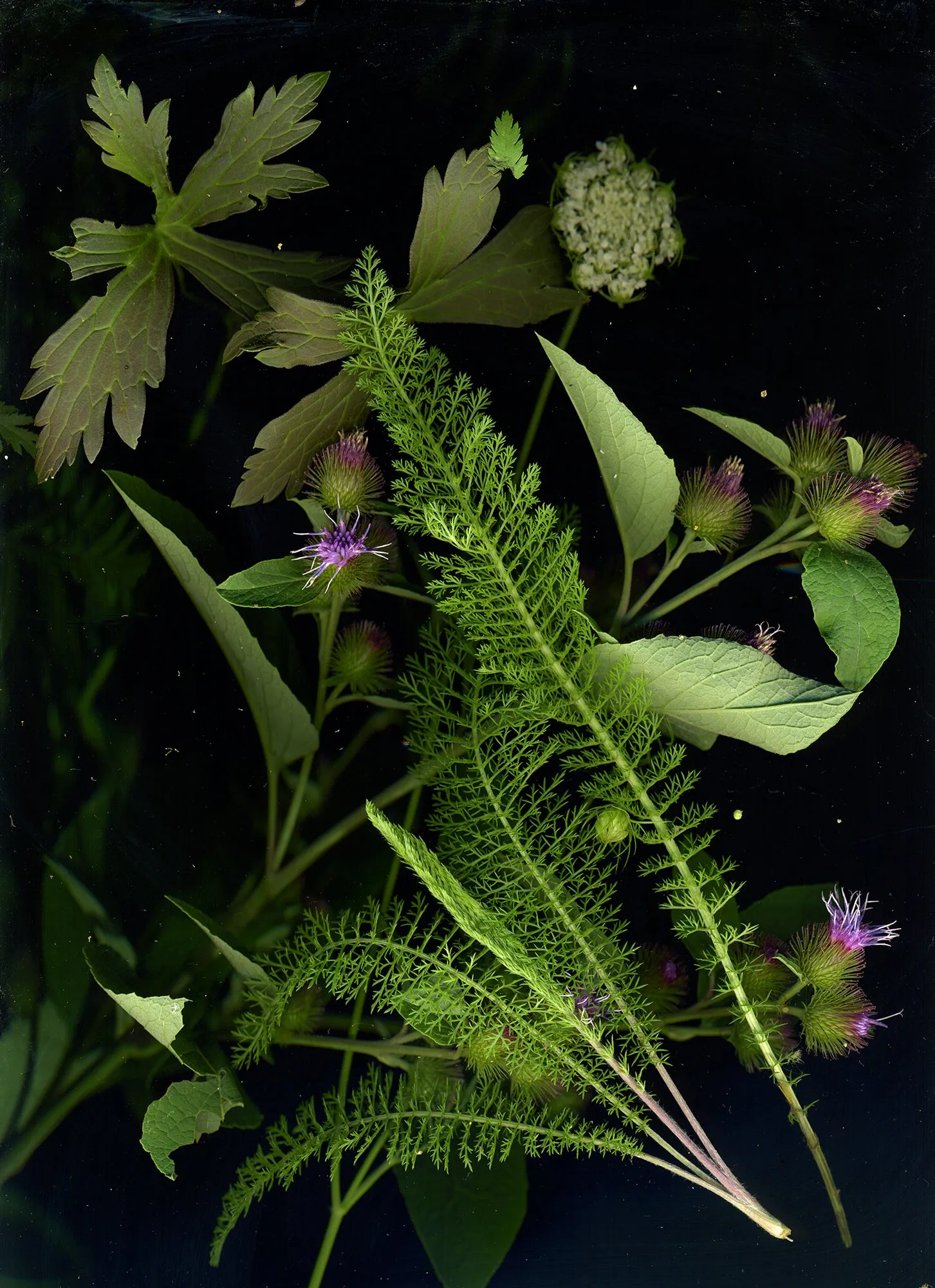 August 8 (White Yarrow, Wild Geranium, Burdock, Queen Anne’s Lace)