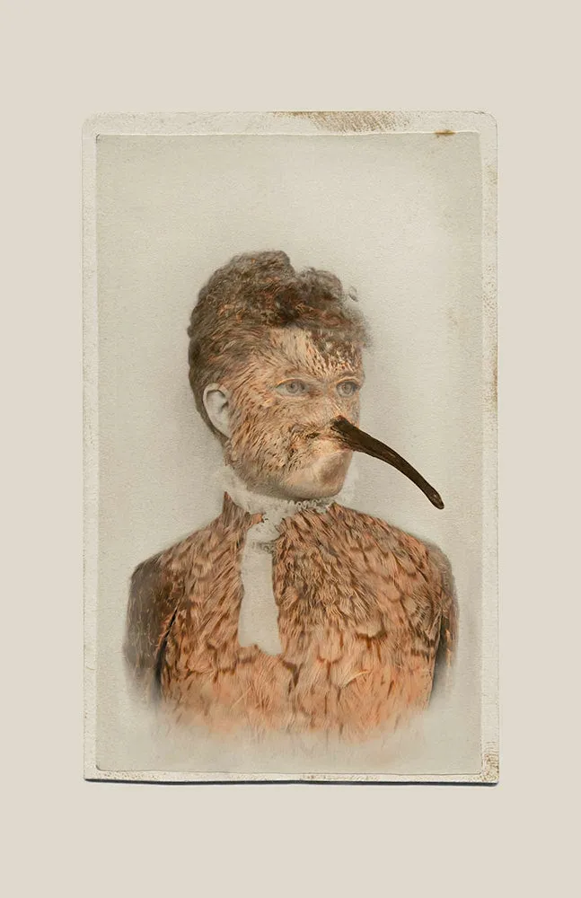 Aviary (Eskimo Curlew/extinct)