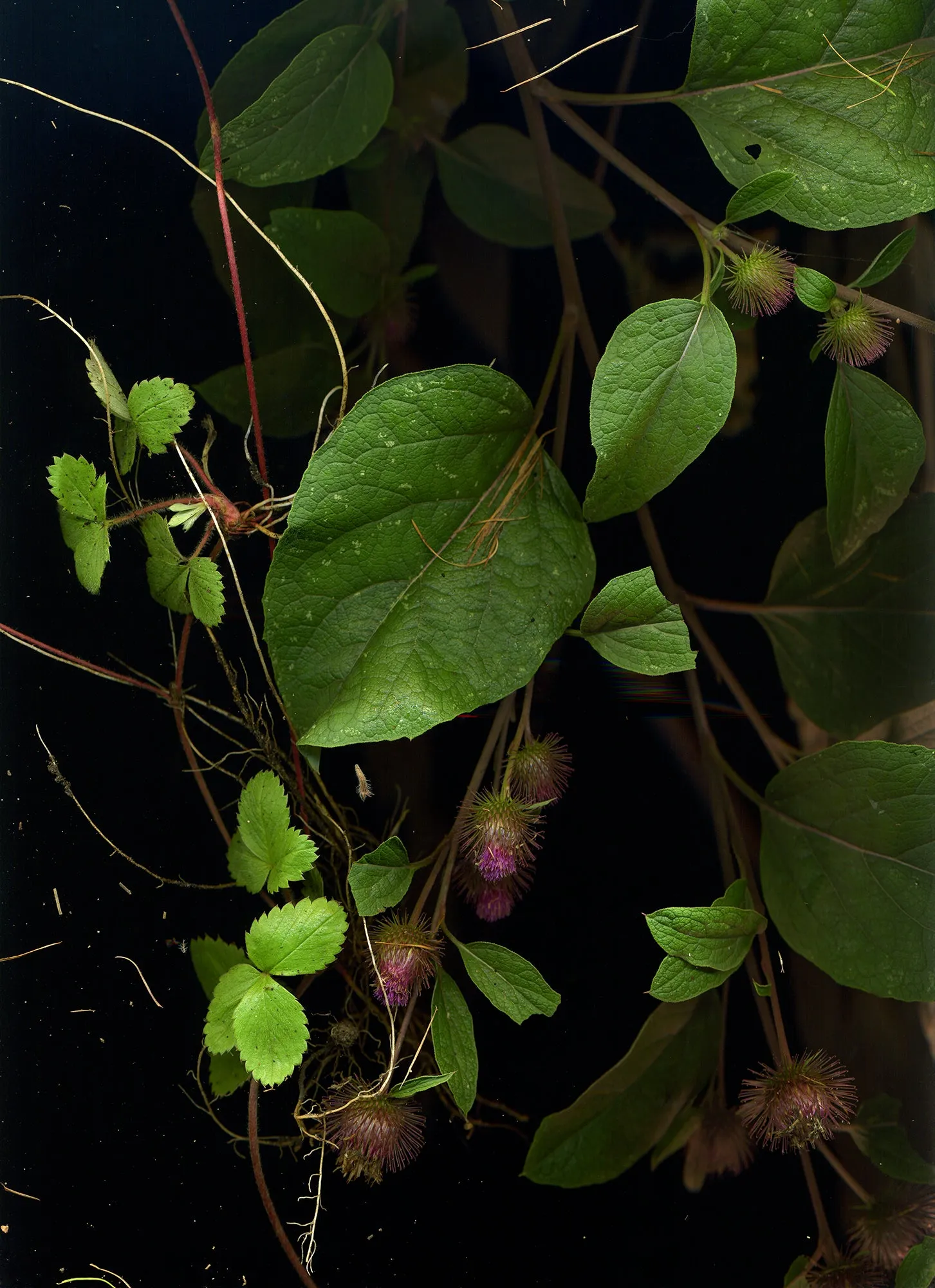 September 21 (Burdock, Wild Strawberries)